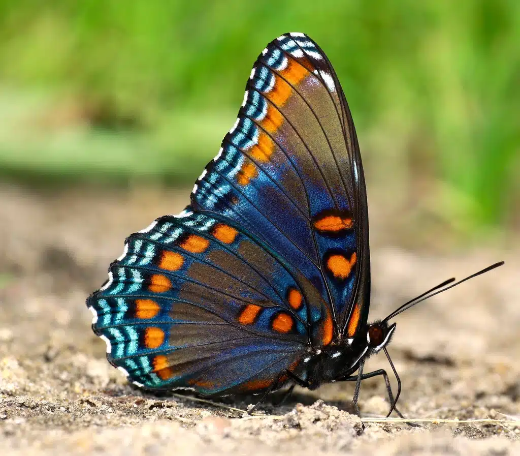 Today's Mass Extinction 'Biological Annihilation'